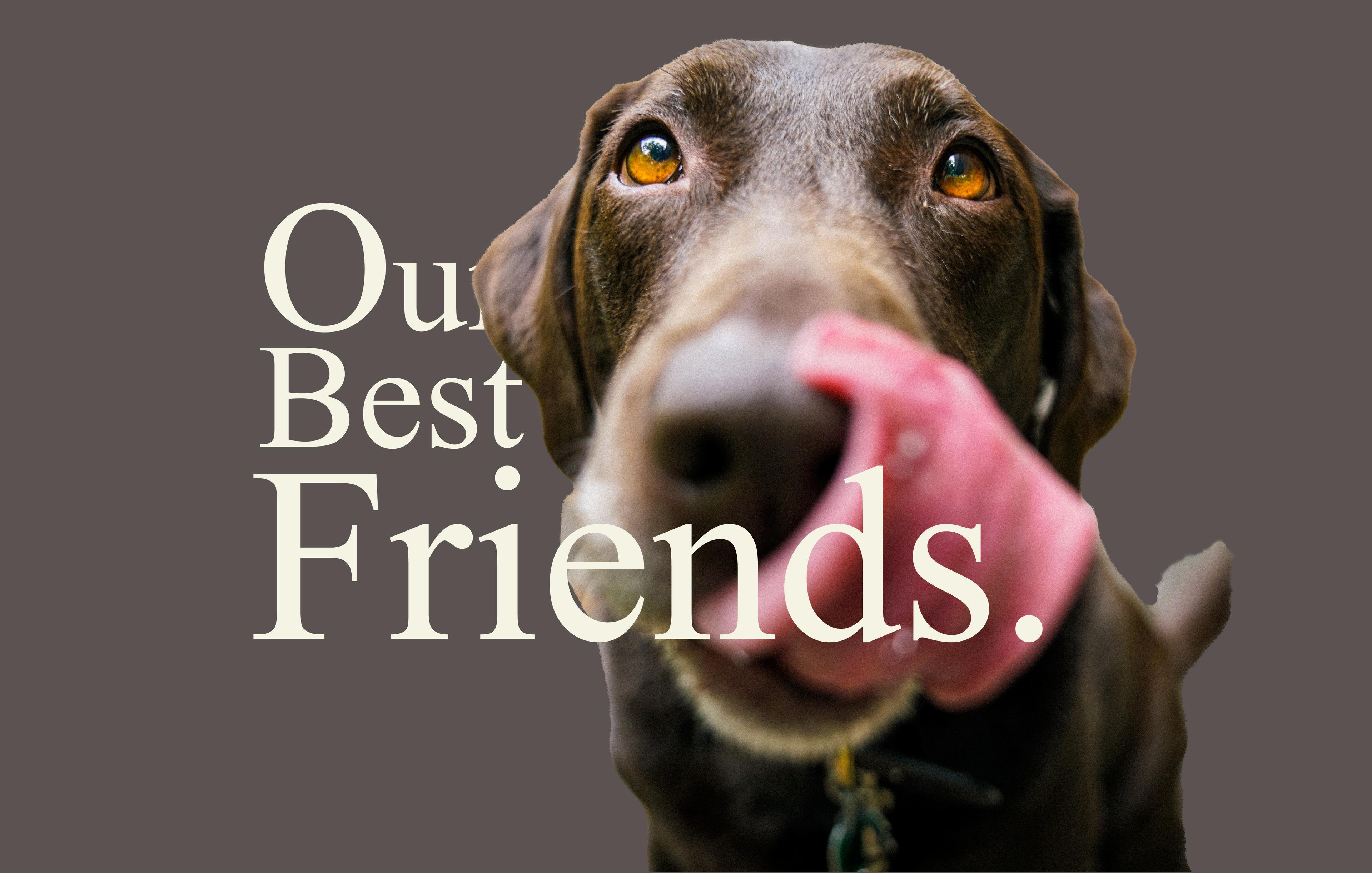 A image of a dog licking their month saying, Our best friends. 